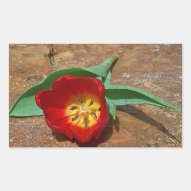 Spring Red Tulip Rectangular Sticker (Front)