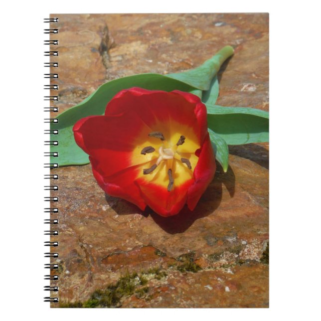 Spring Red Tulip Spiral Notebook (Front)