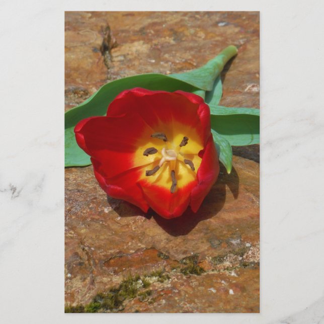 Spring Red Tulip Stationery (Front)