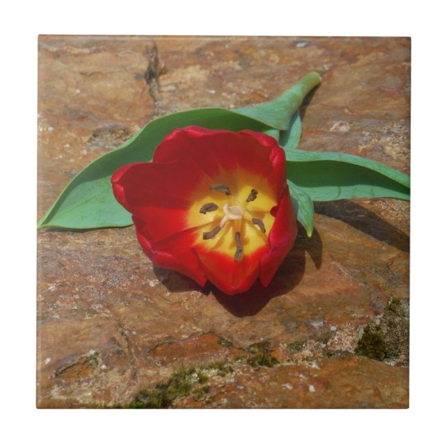 Spring Red Tulip Tile (Front)