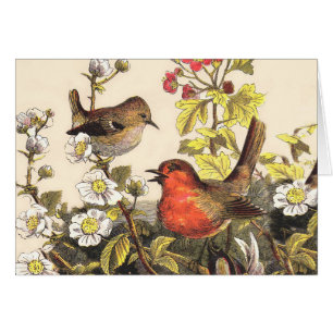 Spring Robin Birds Red Birding