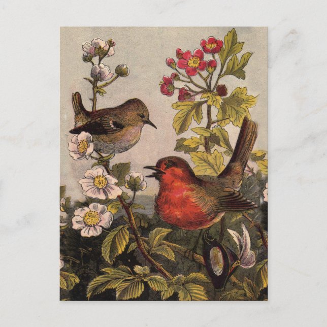 Spring Robin Birds Red Birding Postcard (Front)
