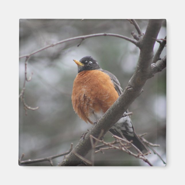 Spring Robin magnet (Front)