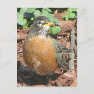 Spring Robin Postcard