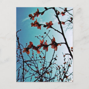 Spring Skies Postcard