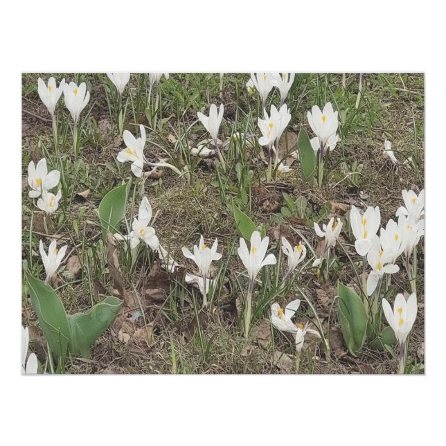 Spring Snowdrops Bloom in Soft Pastel Edition Poster (Front)