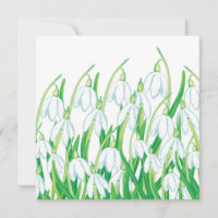 Spring Snowdrops
