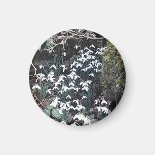 Spring Snowdrops Magnet