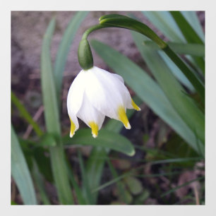 Spring Snowflake Leucojum vernum Flower 