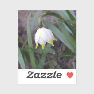 Spring Snowflake Leucojum vernum Flower 