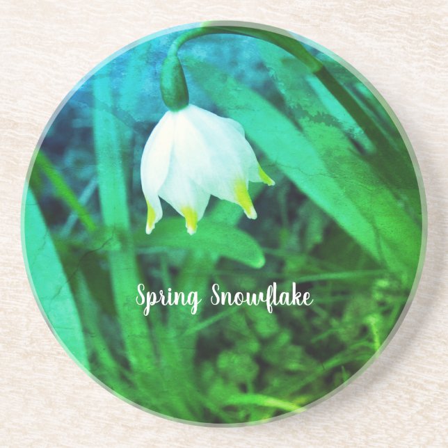 Spring Snowflake Leucojum vernum Flower   Coaster (Front)