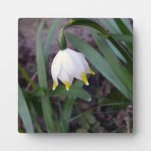 Spring Snowflake Leucojum vernum Flower Plaque