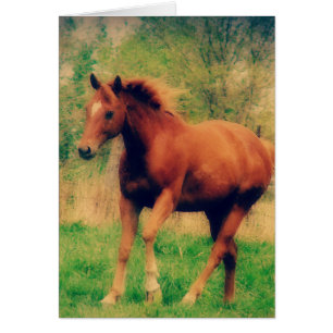 Spring Sorrel All Occasions Greeting Card