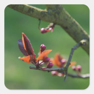 Spring Sticker
