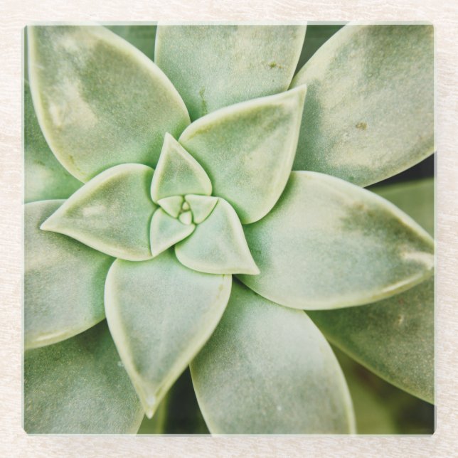Spring Succulent Glass Coaster (Front)