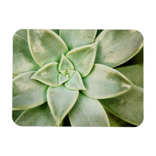 Spring Succulent Magnet
