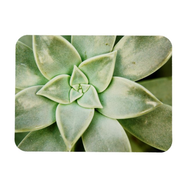 Spring Succulent Magnet (Horizontal)
