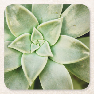 Spring Succulent Square Paper Coaster
