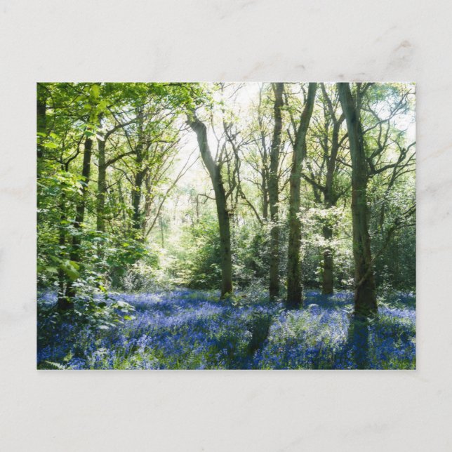 Spring Sunbeams Postcard (Front)