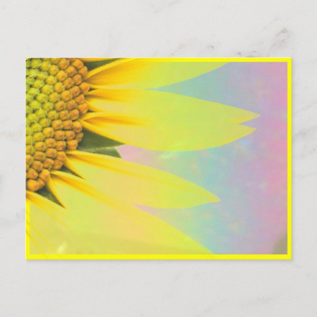 Spring sunflowers postcard (Front)