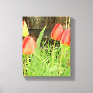 Spring Time 2 Canvas Print