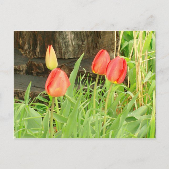 Spring Time 2 Postcard (Front)