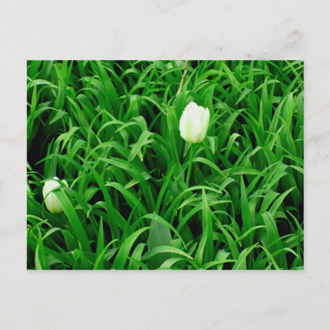 Spring Time 4 Postcard (Front)