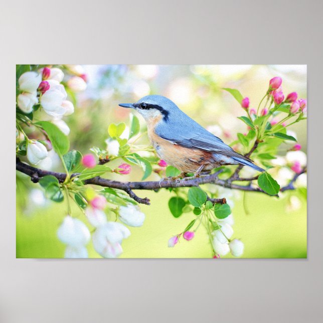 Spring Time Bird Poster (Front)