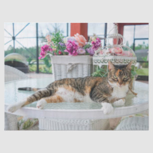 spring time cat tissue paper