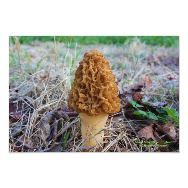 Spring Time Morel Mushroom Photo Print (Front)