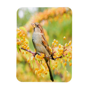 Spring Time Sparrow Magnet