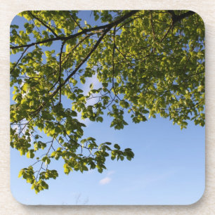 spring time, tree against blue sky coaster