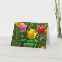 Spring Time Tulip's