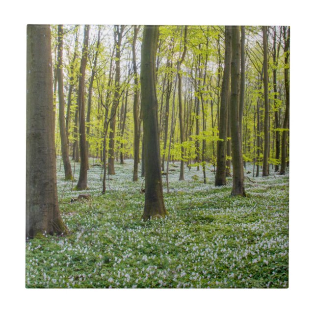 Spring to Life Tile (Front)