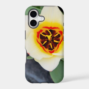 Spring Tulip Close-Up Photo