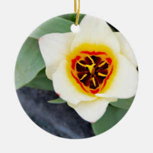 Spring Tulip Close-Up Photo Ceramic Tree Decoration