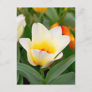 Spring Tulip Close-Up Photo Postcard