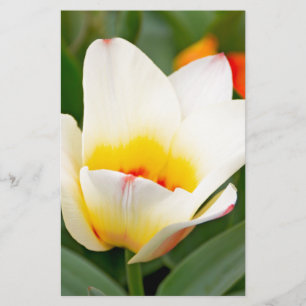 Spring Tulip Close-Up Photo Stationery
