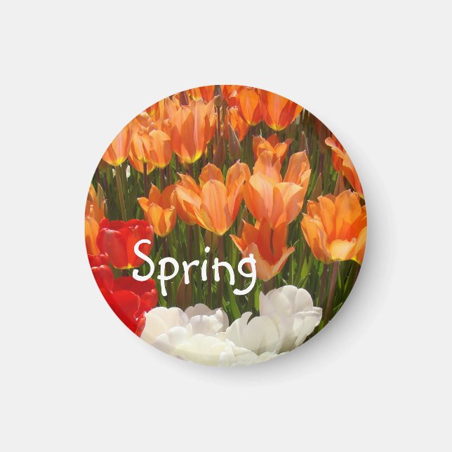 Spring Tulip Flowers magnets Orange Tulips (Front)