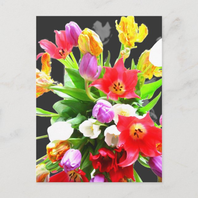 Spring Tulip Flowers Postcard (Front)