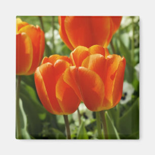 Spring Tulip Garden Magnet