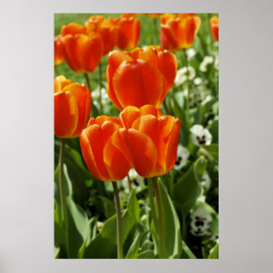 Spring Tulip Garden Poster