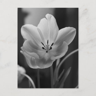 Spring Tulip in Monochrome Postcard