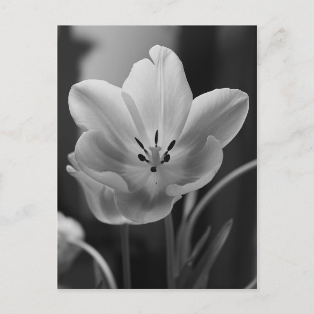 Spring Tulip in Monochrome Postcard (Front)