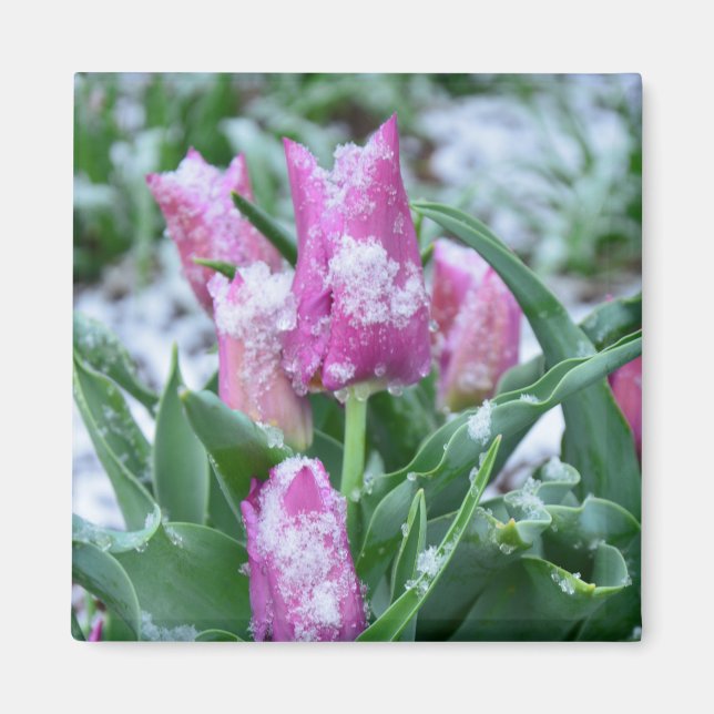 Spring Tulip Magnet (Front)