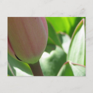 Spring Tulip Postcard