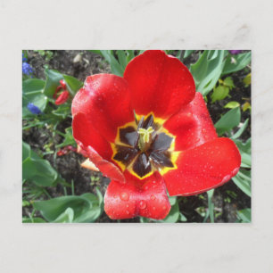 Spring Tulip Postcard