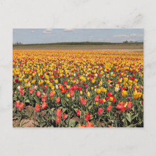 Spring Tulip Postcard