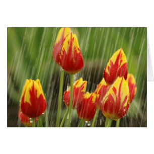 Spring Tulips
