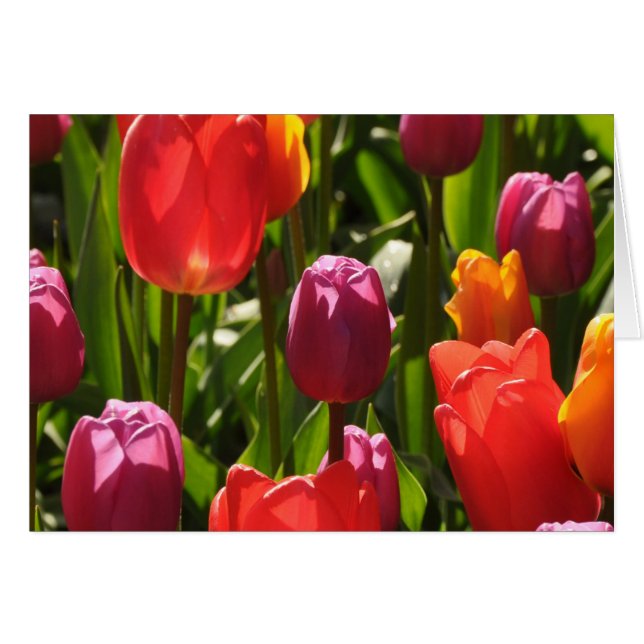 Spring tulips beauty (Front Horizontal)